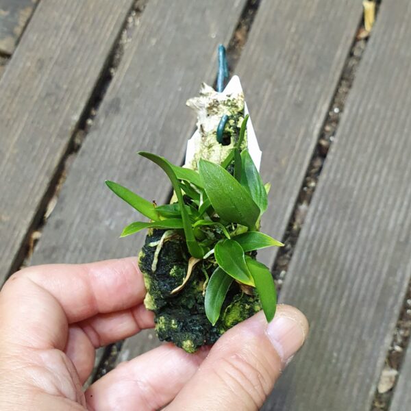 WhatsApp Image 2023-12-21 at 11.10.41 (1) Bulbophyllum barbigerum