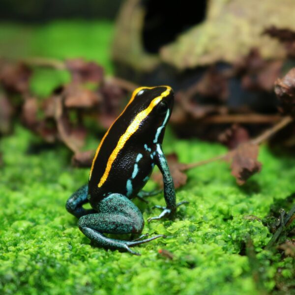 Phyllobates vittatus