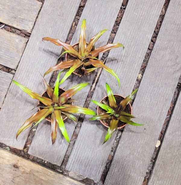 Cryptanthus warren-loosei