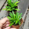 Masdevalia minuta