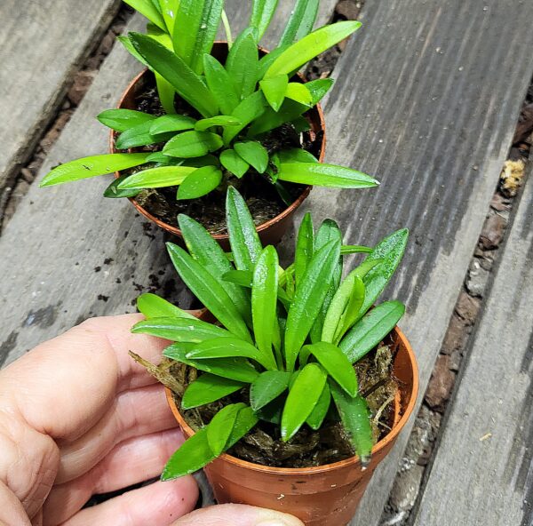 Masdevalia minuta
