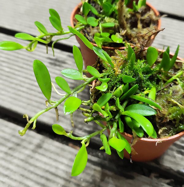 Barbosella cogniauxiana
