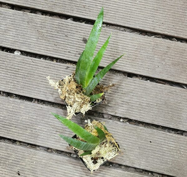 20240404_135228 Maxillaria valenzuela
