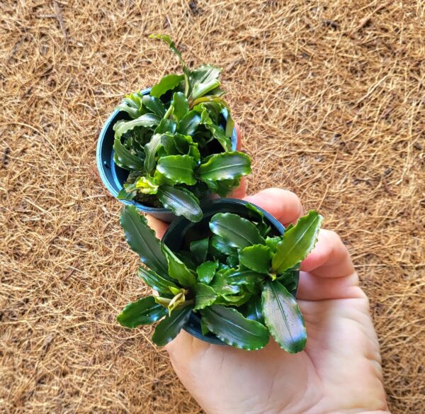 Bucephalandra "sp"