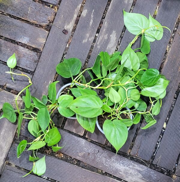 Philodendron scandens