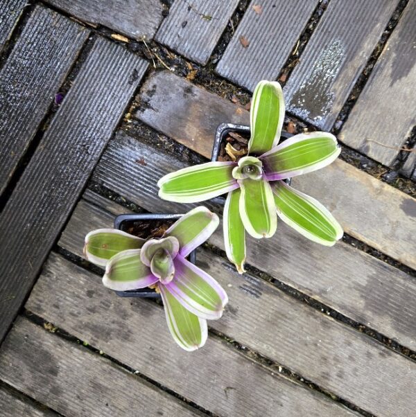 Neoregelia Pink