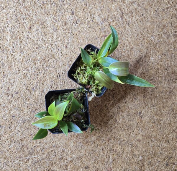 Pleurothallis buthros