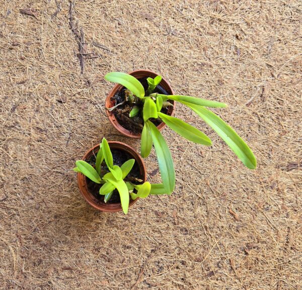 Oncidium eurycline