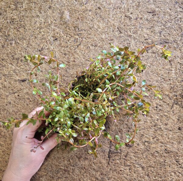 Rotala singapore "blood red"
