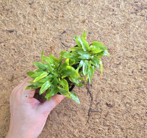 Cryptocoryne wendtii green