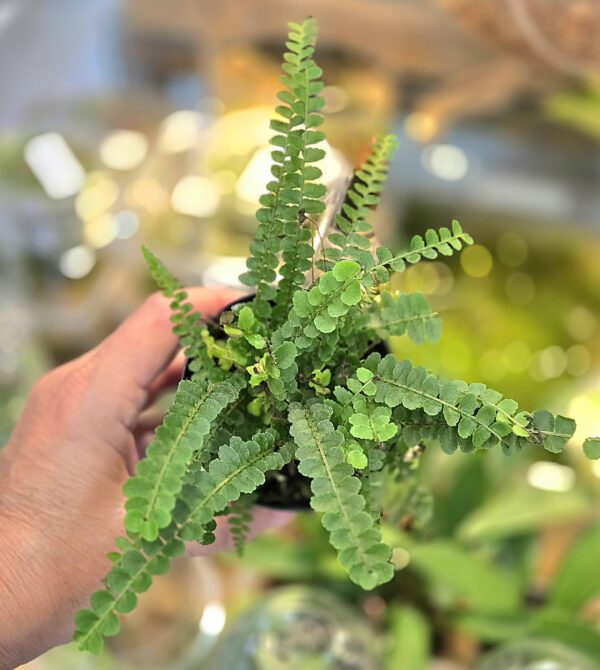 Nephrolepis duffii