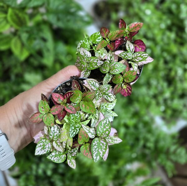 Hypoestes confetti