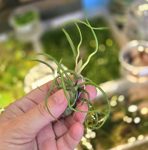 Bulbosa M