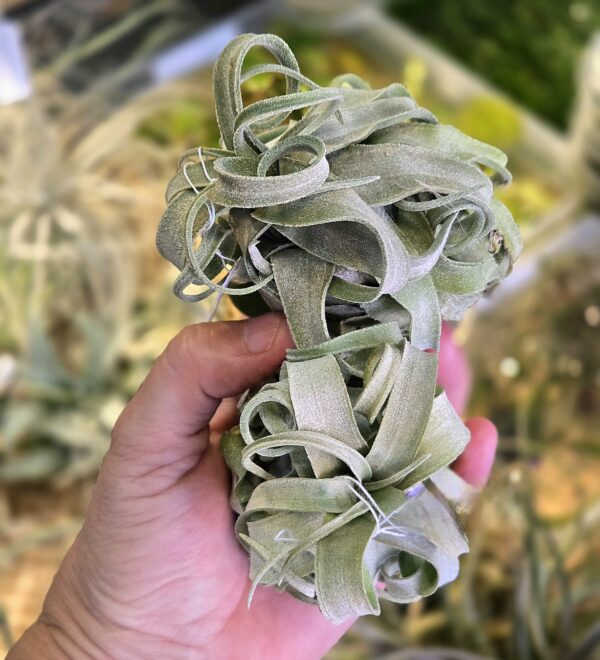 Streptophylla