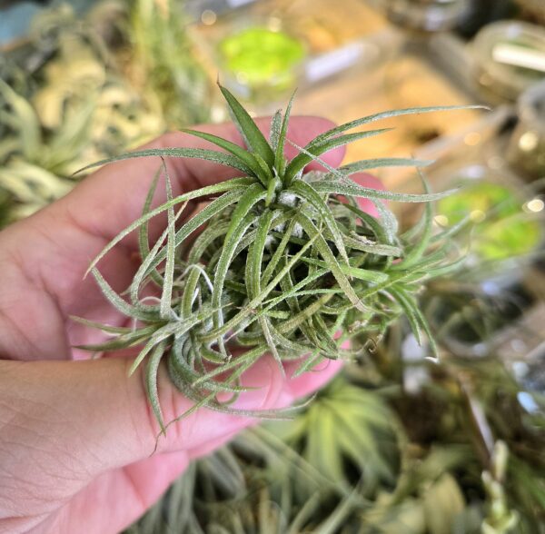Ionantha Rubra peach"2 baby"