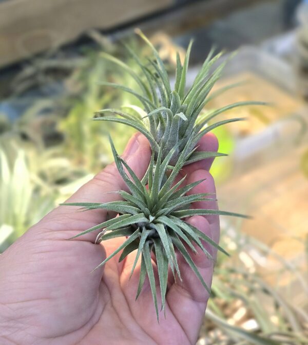 Ionantha red marble