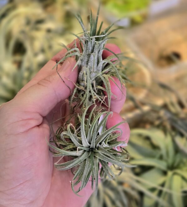 Ionantha ionantha M