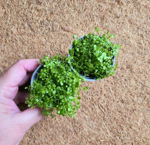 Micranthemum sp."Monte Carlo"