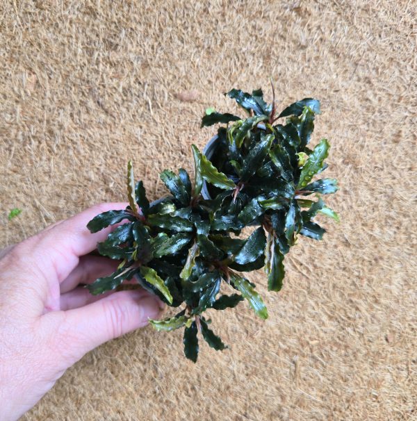 Bucephalandra sp."Lamandau mini red"