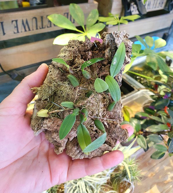 Bulbophyllum bolsteri