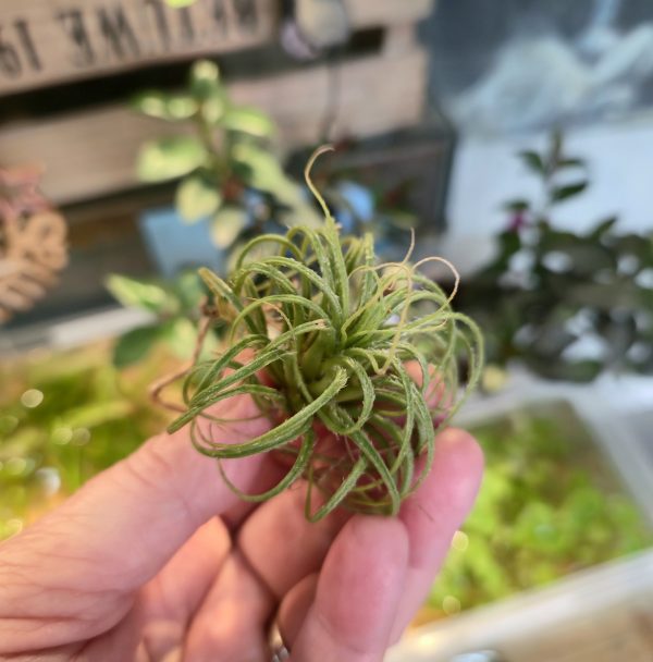 Tectorum S