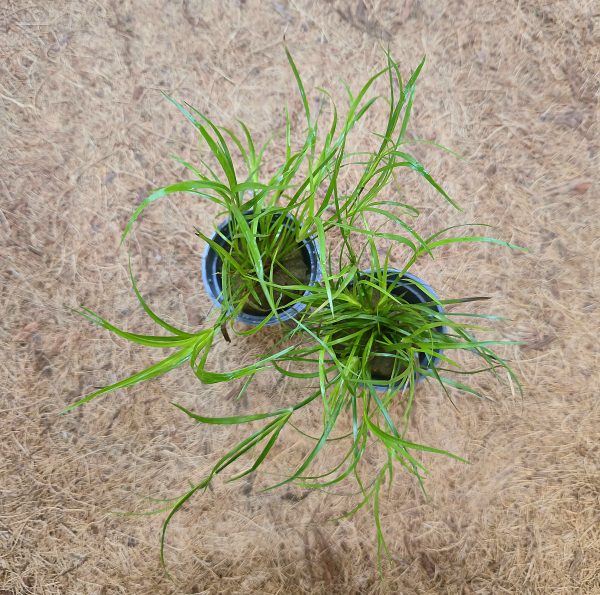 Juncus repens