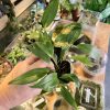 Pleurothallis rowleei