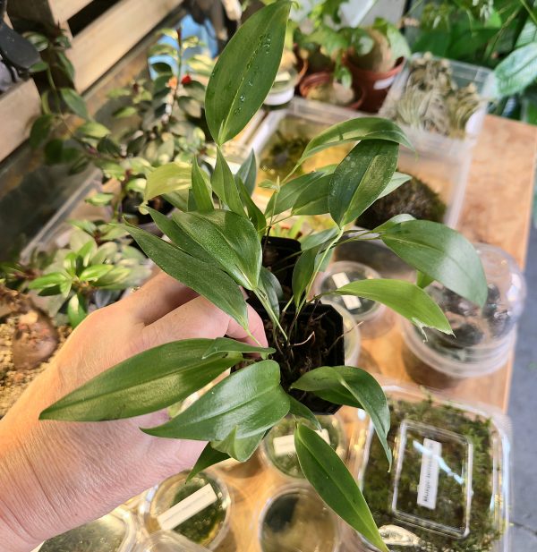 Pleurothallis rowleei