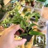 Pleurothallis rowleei