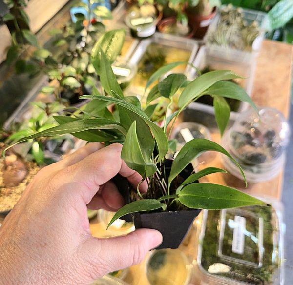 Pleurothallis rowleei