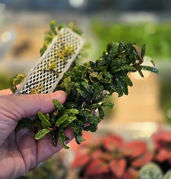 Bucephalandra "mix"
