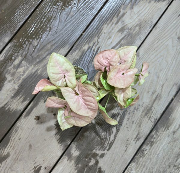 20260427_122603 Syngonium neon pink "mini"