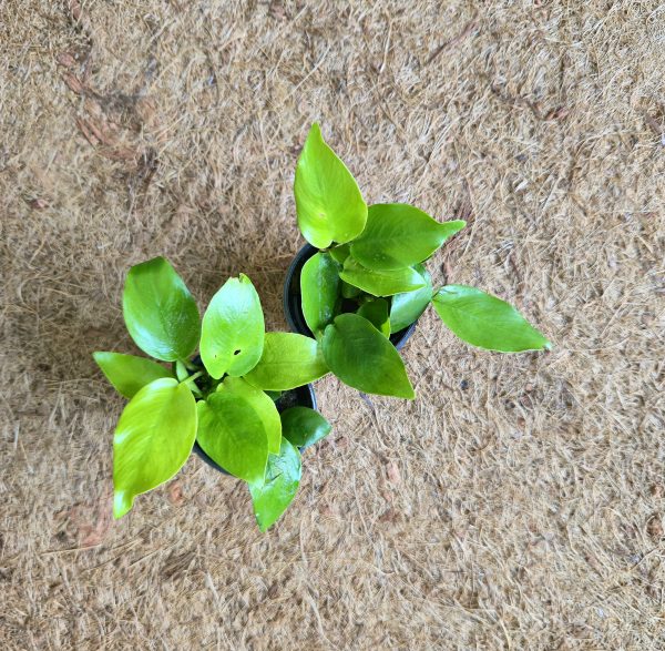 Anubias barteri var.nana"Golden"