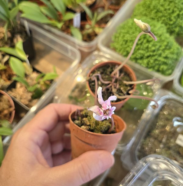 Cyclamen hederifolium